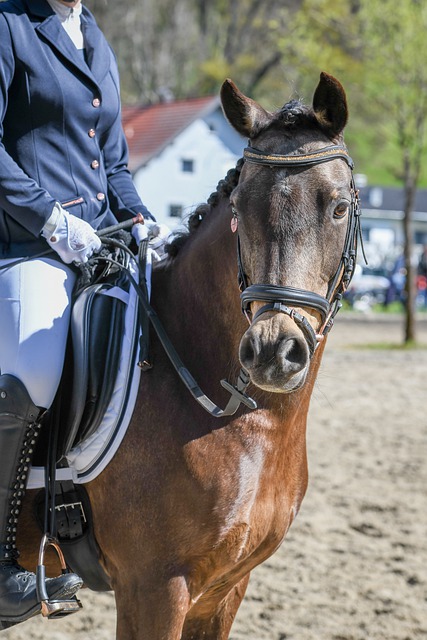 性的双重目 性的双重目
